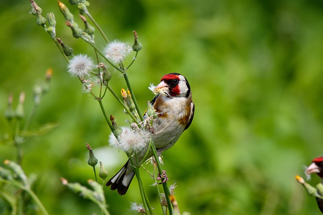 goldfinch