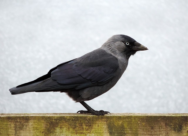 jackdaw