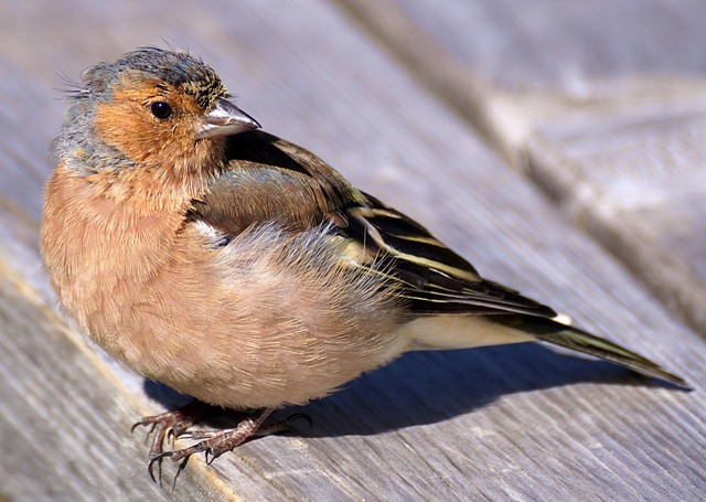 chaffinch