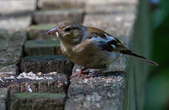 female chaffinch