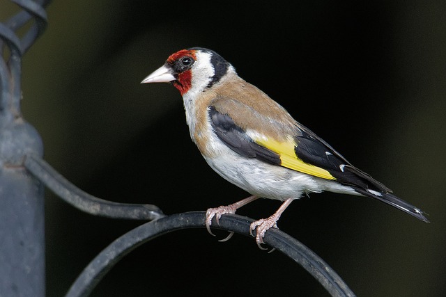 goldfinch