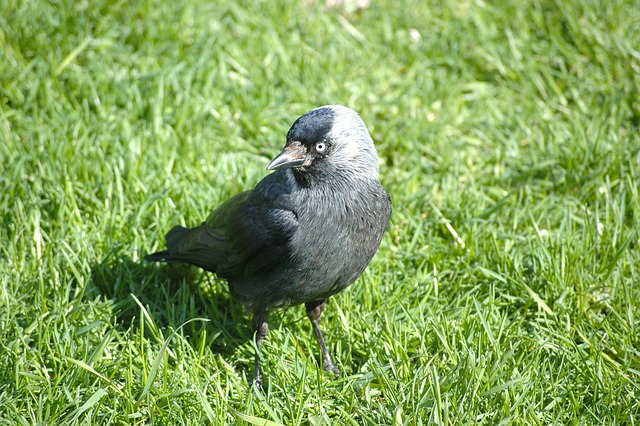 jackdaw