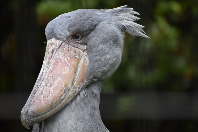 shoebill