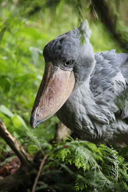 shoebill