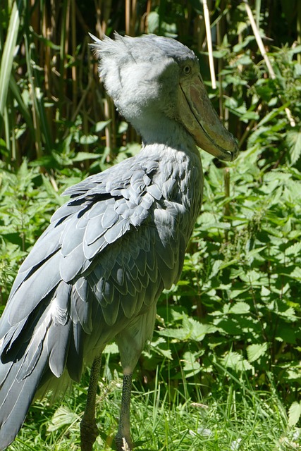 shoebill